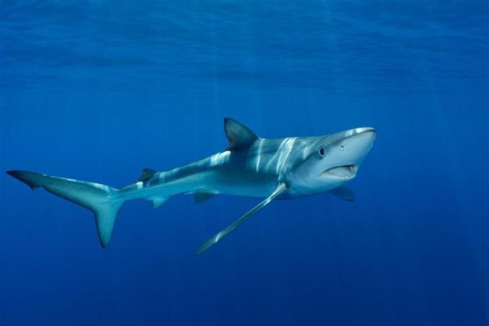 Una foto subacquea che mostra uno squalo blu snello. L'animale è di profilo rivolto verso destra. Ha la bocca leggermente aperta e sembra stia girando verso la fotocamera. Sta nuotando in acque blu profonde e trasparenti vicino alla superficie.