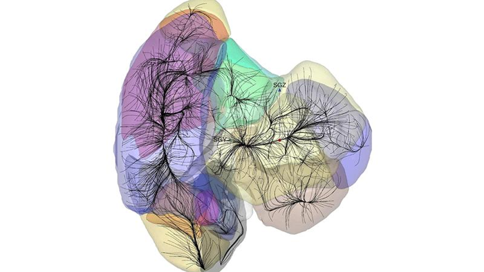 Mappa della conca di attrazione dell'universo locale.