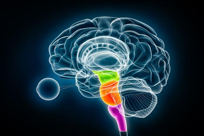 Rappresentazione in 3D di un cervello collegato a un occhio rivolto a sinistra; il mesencefalo, il ponte e l'oblungata midollare sono evidenziati in verde, arancione e rosa