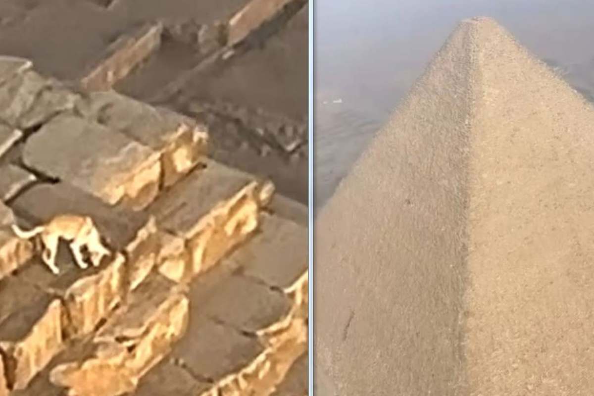 Cane sulla piramide di giza, è mistero