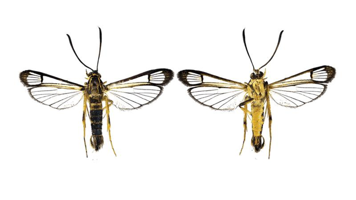 clearwing-moth-m.png