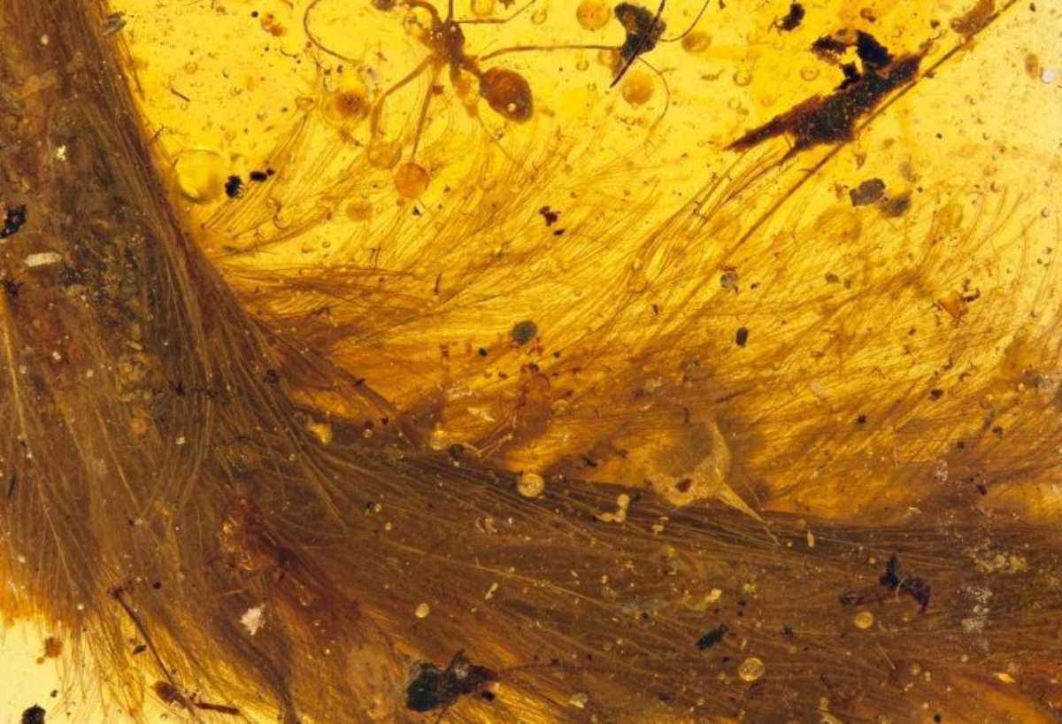 Coda di dinosauro di 99 milioni di anni fa scoperta nell'ambra