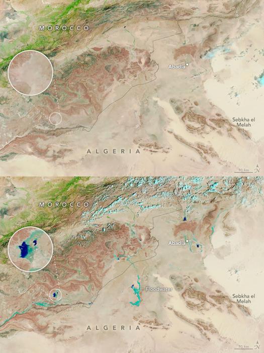 Immagini satellitari del Sahara del 14 agosto, prima della pioggia (in alto) e del 10 settembre, dopo la pioggia (in basso).