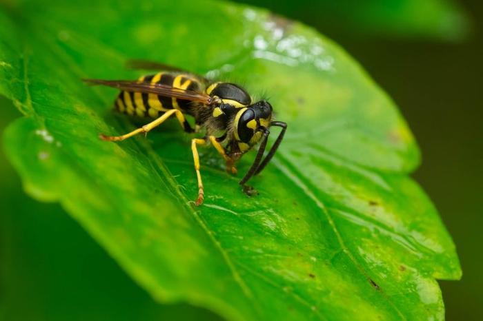 eastern-yellowjacket-m-1.jpg