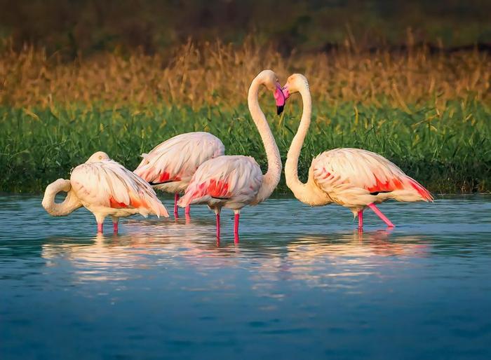 Flamingos standing in a river