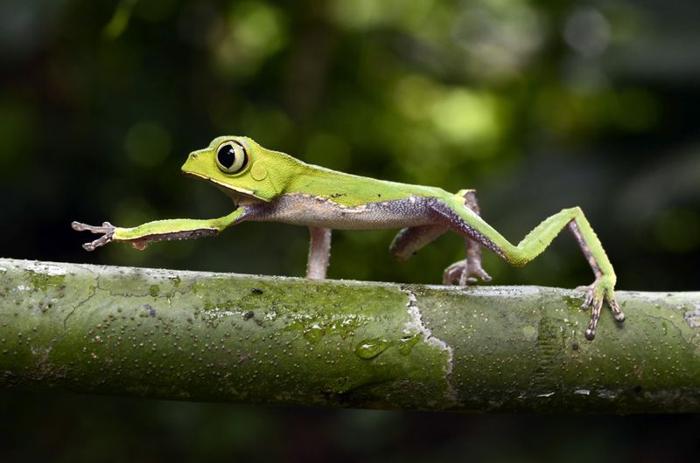 Rana scimmia bianca a linee (Phyllomedusa vaillanti) che cammina su un ramo nell'amazzonia