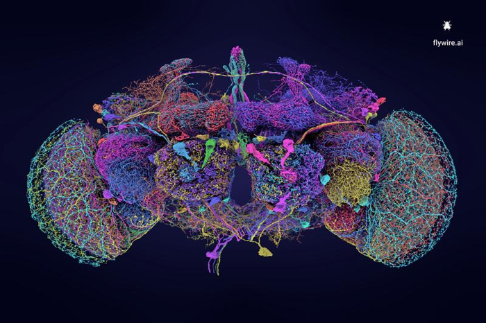 fruit-fly-brain-connectome-m.png