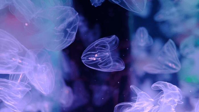 fusing-jellyfish-m.png