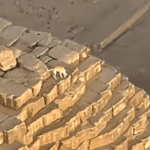 Cane sulla cima della Grande Piramide di Giza