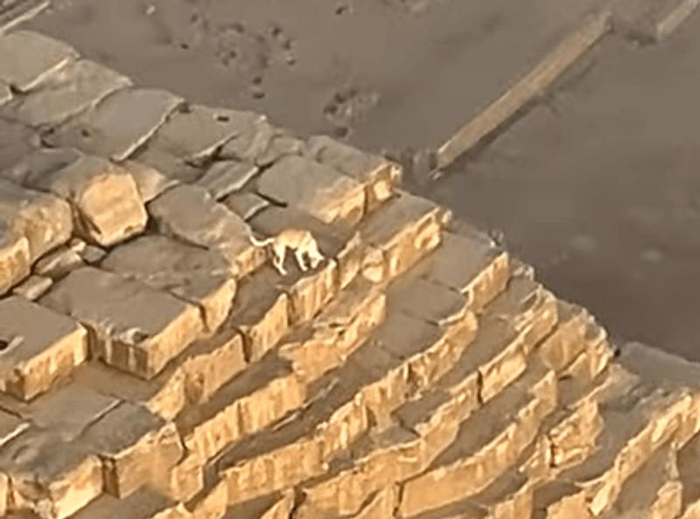 Uno screenshot del video virale che mostra un cane solitario in cima alla Grande Piramide di Giza.