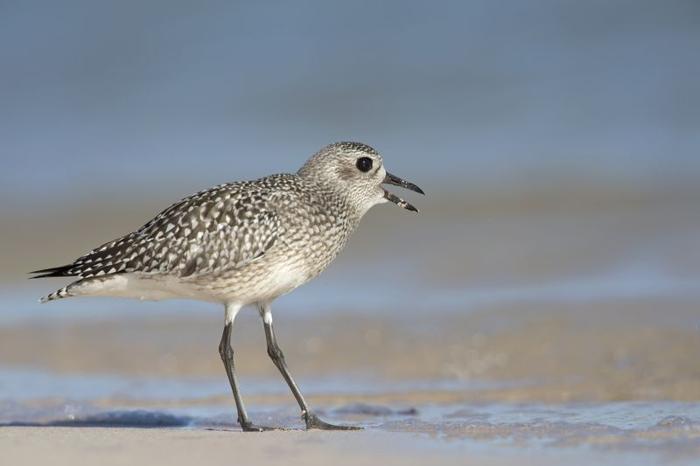 Uccello piviere grigio su una spiaggia con il becco aperto come se fosse sorpreso