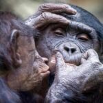 L’evoluzione del bacio: dalle scimmie antropomorfe all’uomo