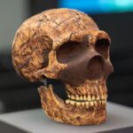 La vera storia dei Neanderthals: oltre i pregiudizi