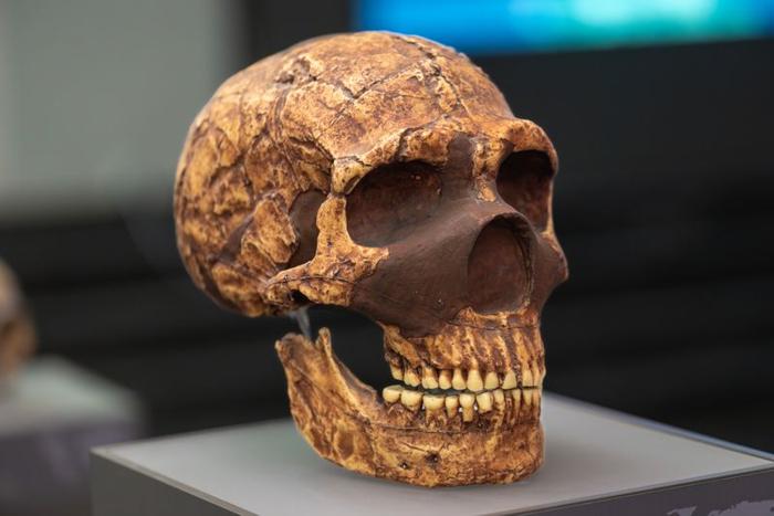 Il cranio di Neanderthal più completo mai trovato. È stato scoperto nel 1909