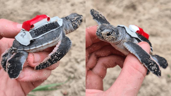 how-do-tutles-get-out-of-the-sand-m.png