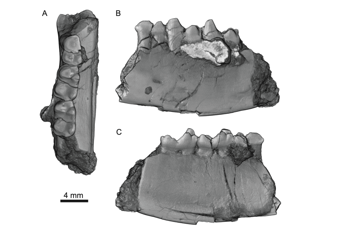 jawbone-fossils-heleocola-piceanus-1.png