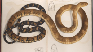 Un disegno di un cobra reale da Fayrer (1872). C'è un grande disegno a due pagine del serpente con scaglie marroni chiare da un lato e più scure dall'altro.