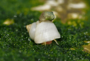 Due tipi di lumaca Littorina saxatilis vivono nell'arcipelago svedese di Koster: l'ecotipo più piccolo delle onde (in alto) e l'ecotipo più grande dei granchi (in basso).