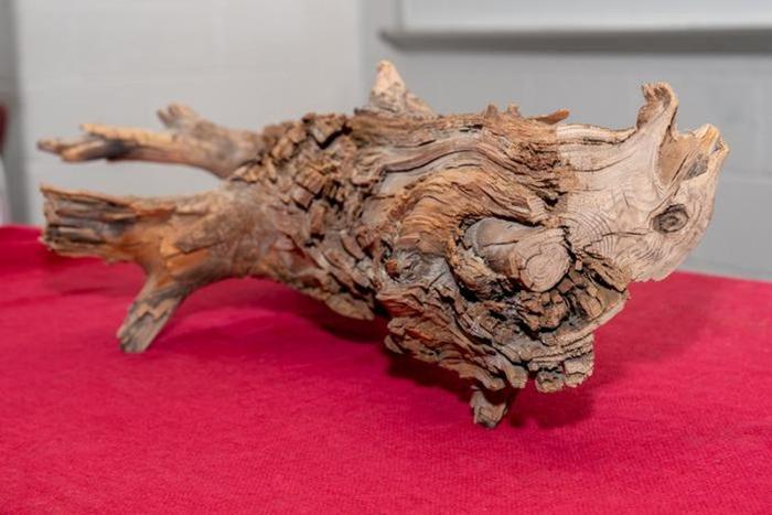 Un tronco di cedro orientale di 3.775 anni, scoperto in Quebec