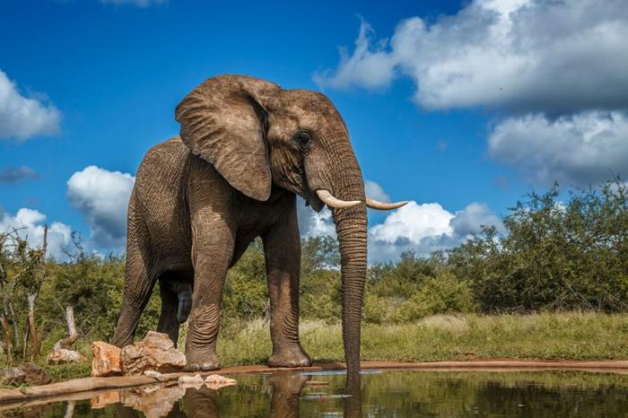 Un elefante africano della savana (Loxodonta africana) mostra con orgoglio le sue zanne presso un pozzo d'acqua.