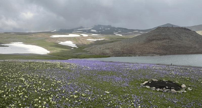 vista delle colline erbose in una giornata grigia e nuvolosa con fiori in primo piano