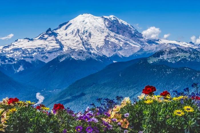 Una foto che mostra il Monte Rainier coperto di neve in lontananza sotto un cielo blu puro. La montagna ha piccole nuvole intorno alla sua base. Una valle è visibile in basso a sinistra dell'immagine e ha un fiume che la attraversa. Il primo piano è occupato da fiori colorati che sono gialli, rossi, blu e viola.