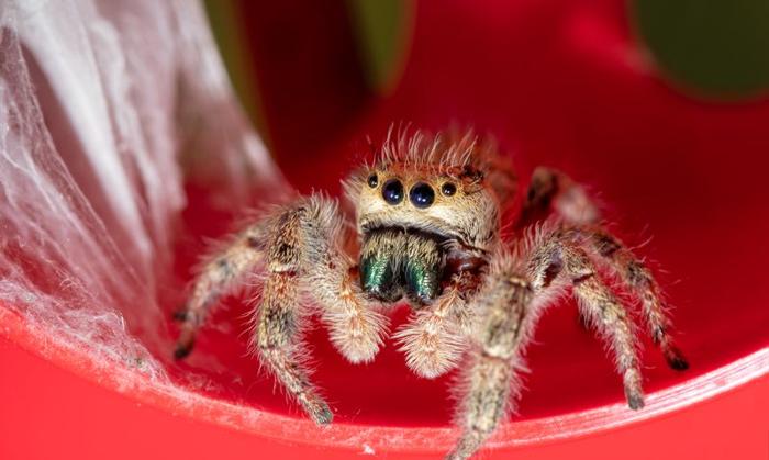 Phidippus clarus, also known as the brilliant jumping spider.