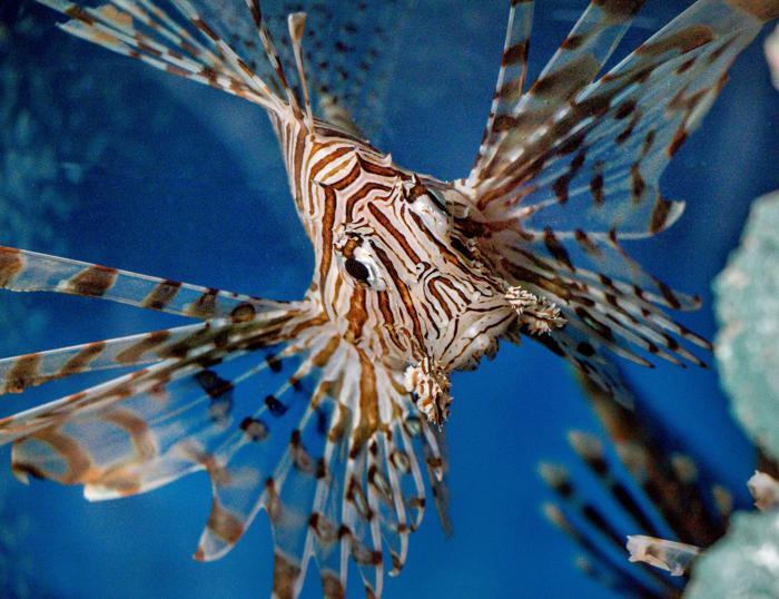 Un pesce leone in un acquario in Vietnam