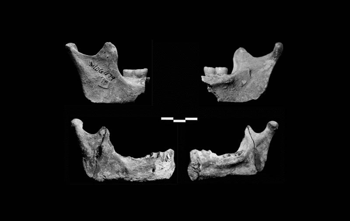 Mandibole (ossa mascellari) degli ominini trovati nella Caverna del Cervo Rosso di Yunnan, nel sud della Cina.