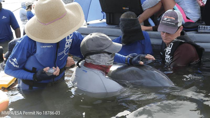 Quattro persone sono riunite intorno a un delfino in acqua, mentre un ricercatore tiene una piastra di Petri vicino al sfiato. Il ricercatore indossa una maglietta blu a maniche lunghe, guanti e un grande cappello di paglia che copre il viso.