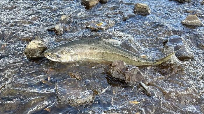 Un salmone reale autunnale avvistato il 16 ottobre 2024 in un affluente del fiume Klamath dopo la rimozione delle dighe segna il primo pesce a tornare dal 1912