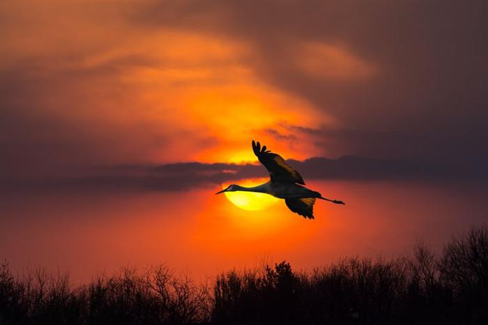 Una grande gru della sabbia che vola direttamente attraverso un tramonto splendido lungo il fiume Platte dove si fermano durante la loro rotta migratoria. Queste gru hanno un'apertura alare di sei o sette piedi.