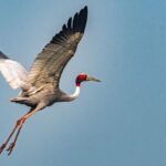 La Gru Sarus: L’Uccello Volante Più Alto del Mondo