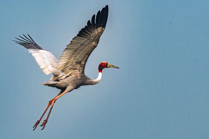 sarus-crane-m.jpg