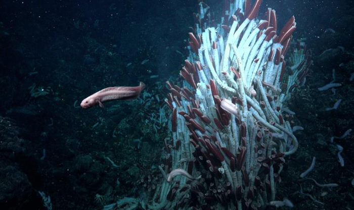 Un pesce e vermi tubolari giganti vicino alla superficie del fondale marino a 2.500 metri (8.200 piedi) di profondità dell'acqua.