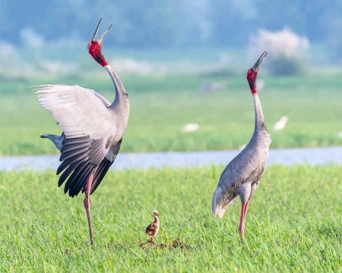 Gru cenerina che chiama con un pulcino, Gru cenerina indiana nota anche come Grus antigone