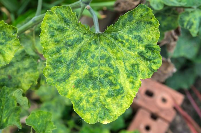 Foglie mottled infette di zucca