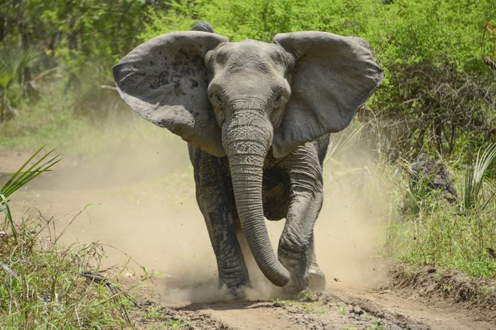 Un elefante arrabbiato senza zanne al Parco Nazionale di Gorongosa, Mozambico, Africa.