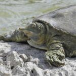 Gli Animali più Distinti del Canada: La Tartaruga Spiny Softshell in Testa