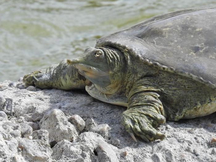 Tartaruga dal guscio spinoso (Apalone spinifera) seduta su una roccia