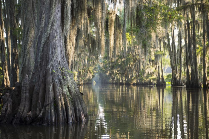 una palude in Louisiana con alberi e muschio