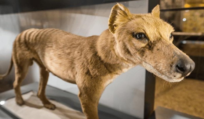 Una tigre della Tasmania impagliata (Thylacinus cynocephalus) al Museo di Storia Naturale di Berlino, Germania.