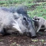 Timon e Pumbaa nella realtà! In Namibia l’amicizia tra un facocero ed un suricato ripresa in un video