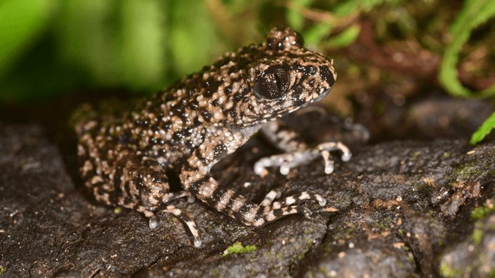 un rospo dentato con iridi bicolore, e pelle grigia bianca e nera maculata