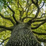 Allarme globale: il 38% delle specie di alberi a rischio di estinzione