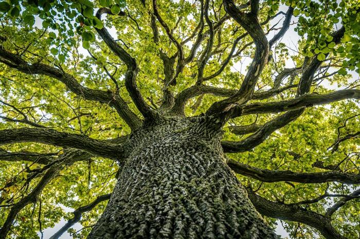 Una vista ravvicinata di un enorme albero di quercia con rami spessi e sparsi coperti da una volta di foglie verdi vibranti. La texture della corteccia è ruvida, enfatizzando l'età e la forza degli alberi