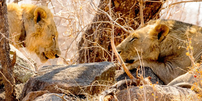 due leoni senza criniera nella regione di Tsavo