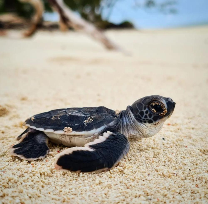 un piccolo di tartaruga nella sabbia