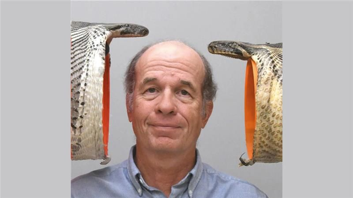 uc-professor-bruce-jayne-poses-with-a-burmese-python-specimen-with-a-22-centimeter-gape-right-compared-to-an-even-larger-specimen-with-a-26-centimeter-gape-m.png