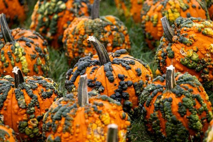 warty-pumpkins-in-a-fiels-m-1.jpg